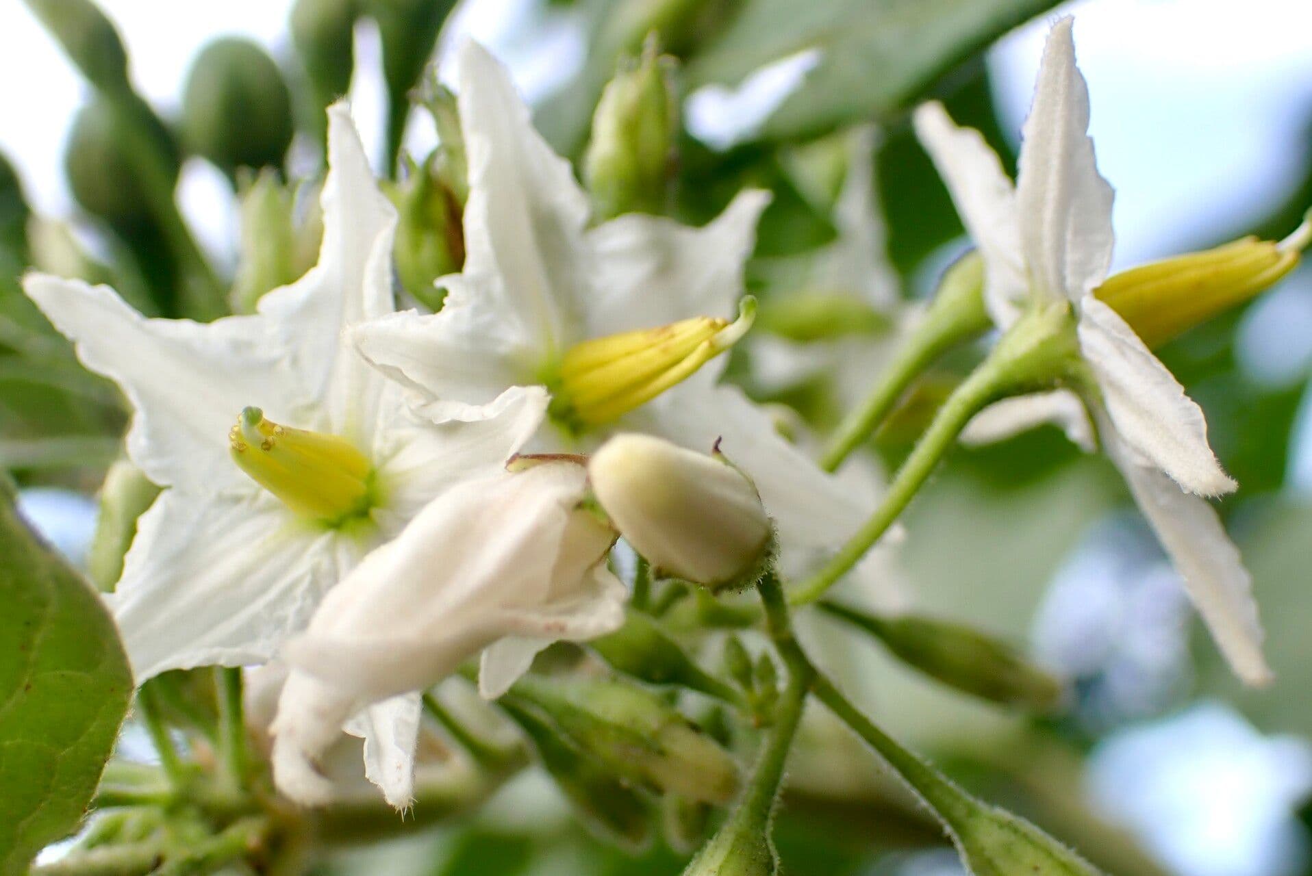 Solanum torvum