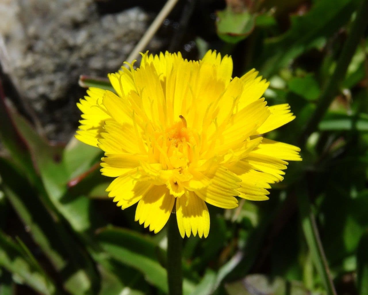 Scorzoneroides pyrenaica
