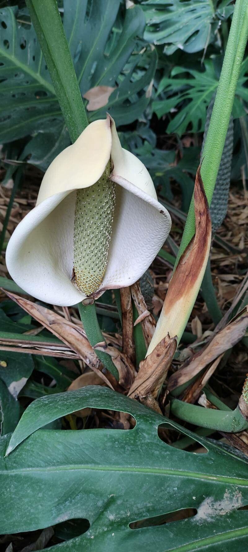 Monstera deliciosa