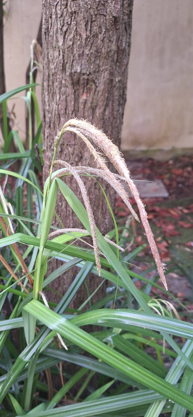 Carex pendula