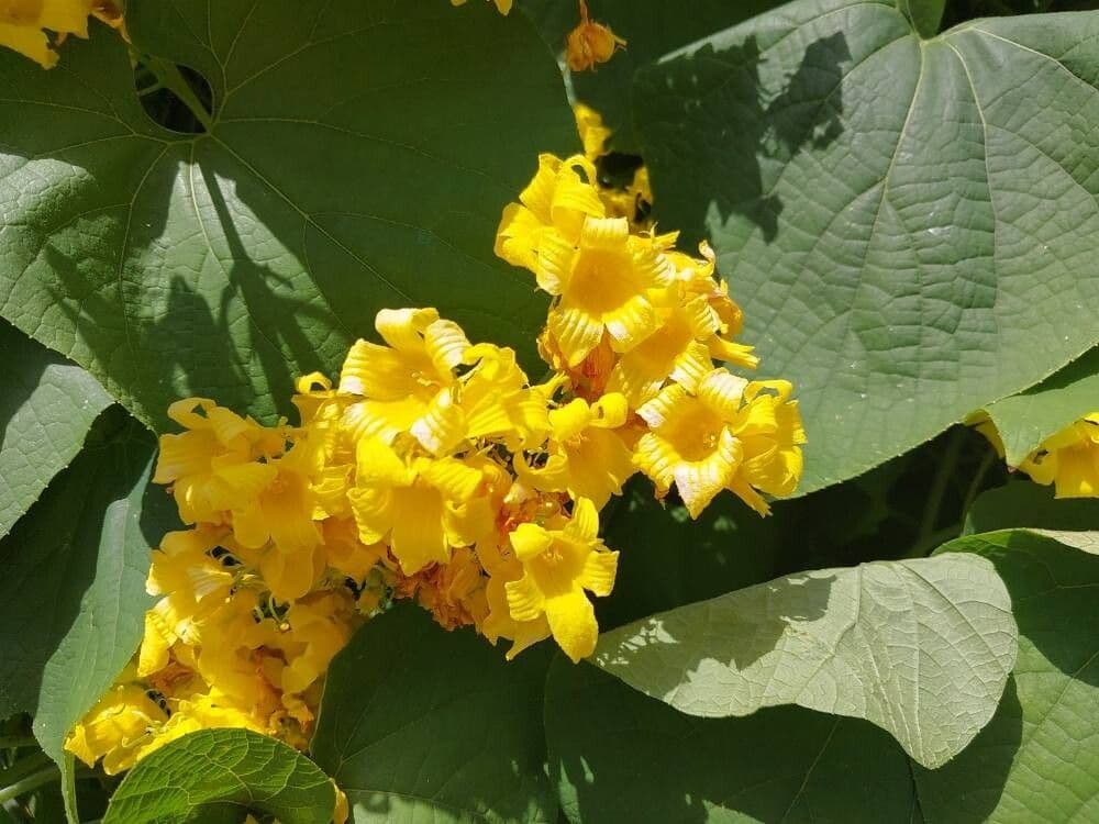 Thladiantha dubia