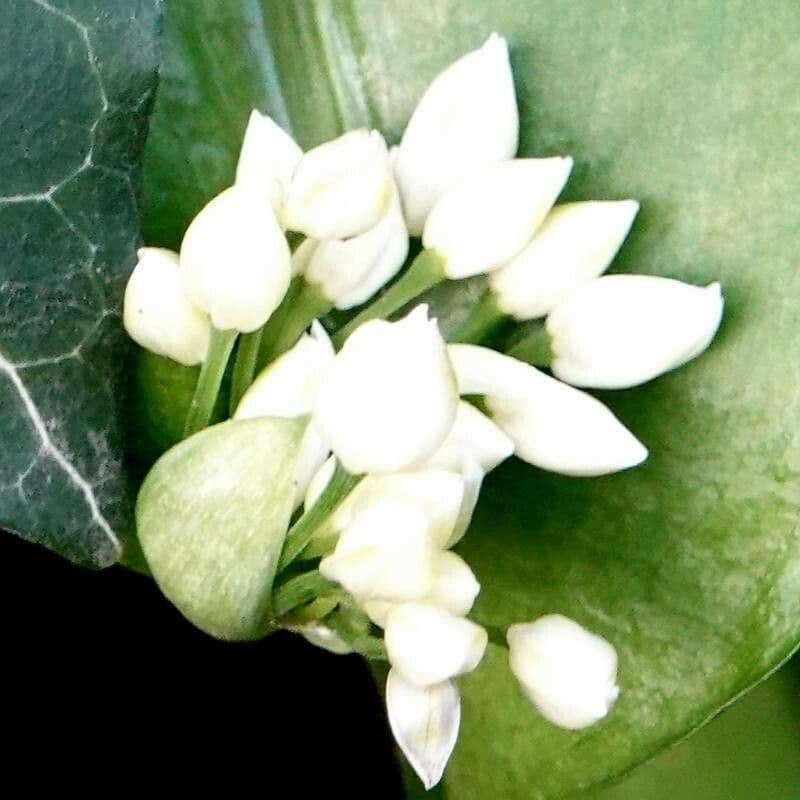 Ornithogalum arabicum