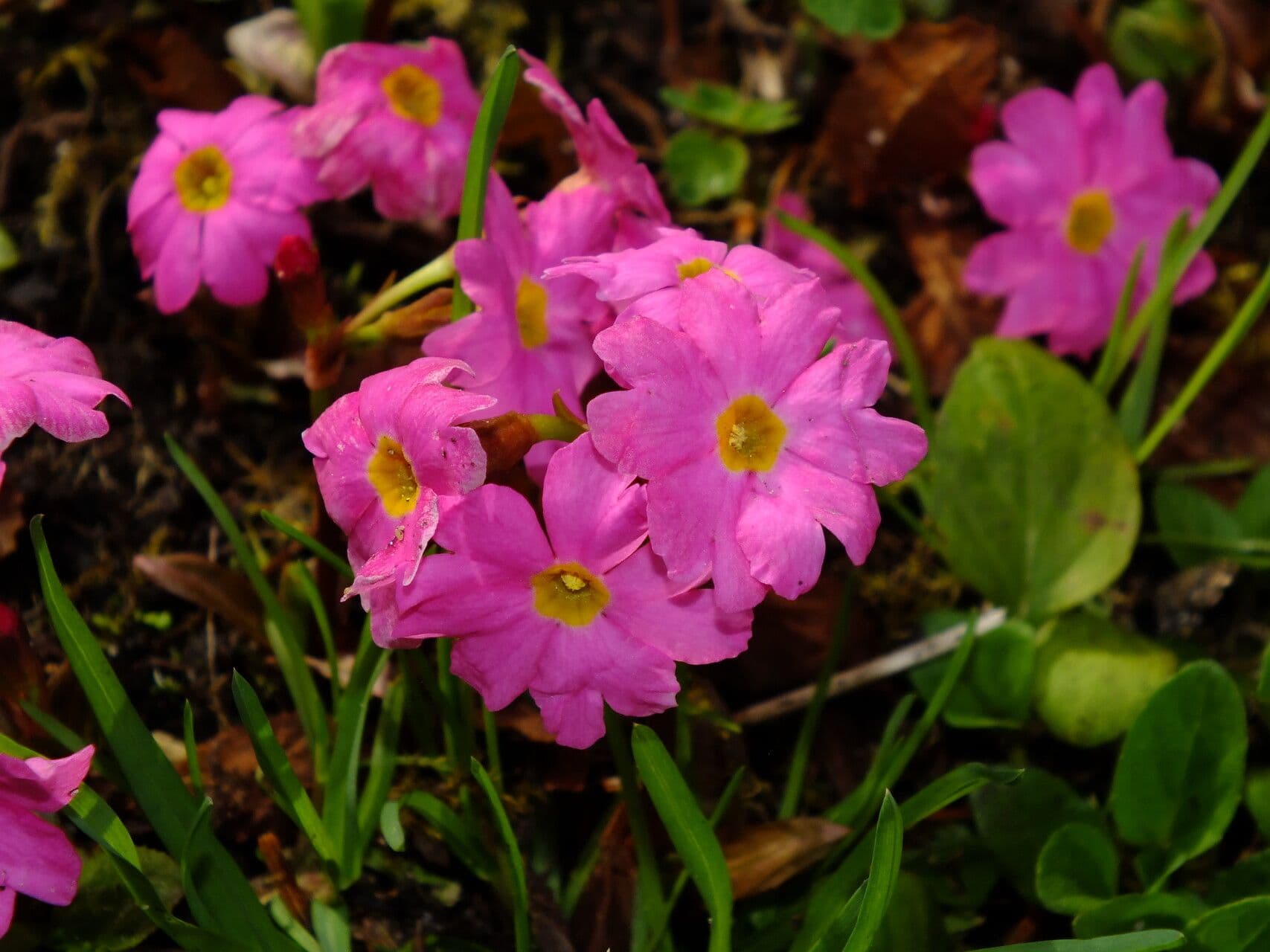 Primula rosea