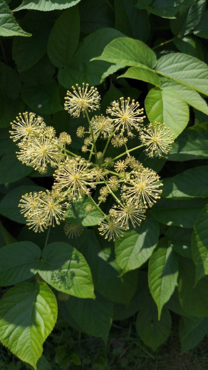 Aralia californica