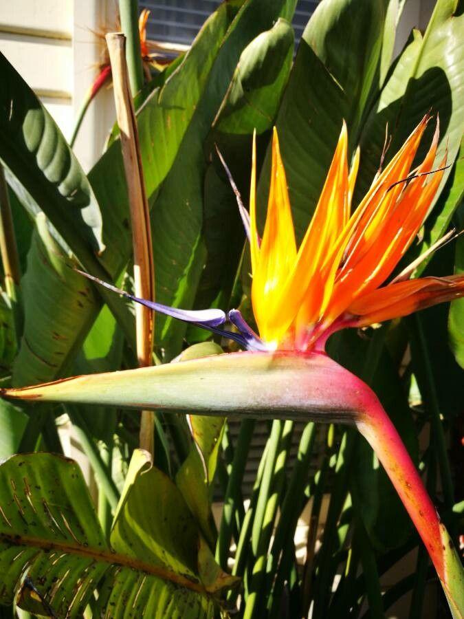 Strelitzia reginae