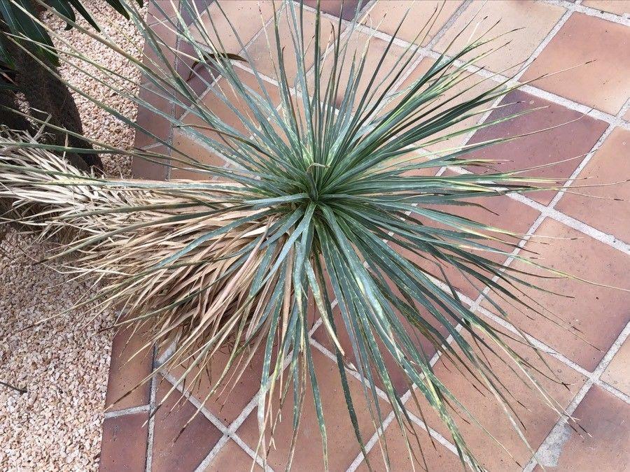 Yucca thompsoniana