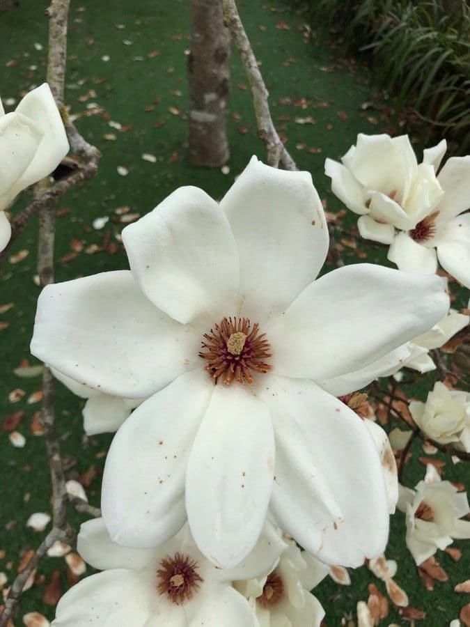 Magnolia grandiflora