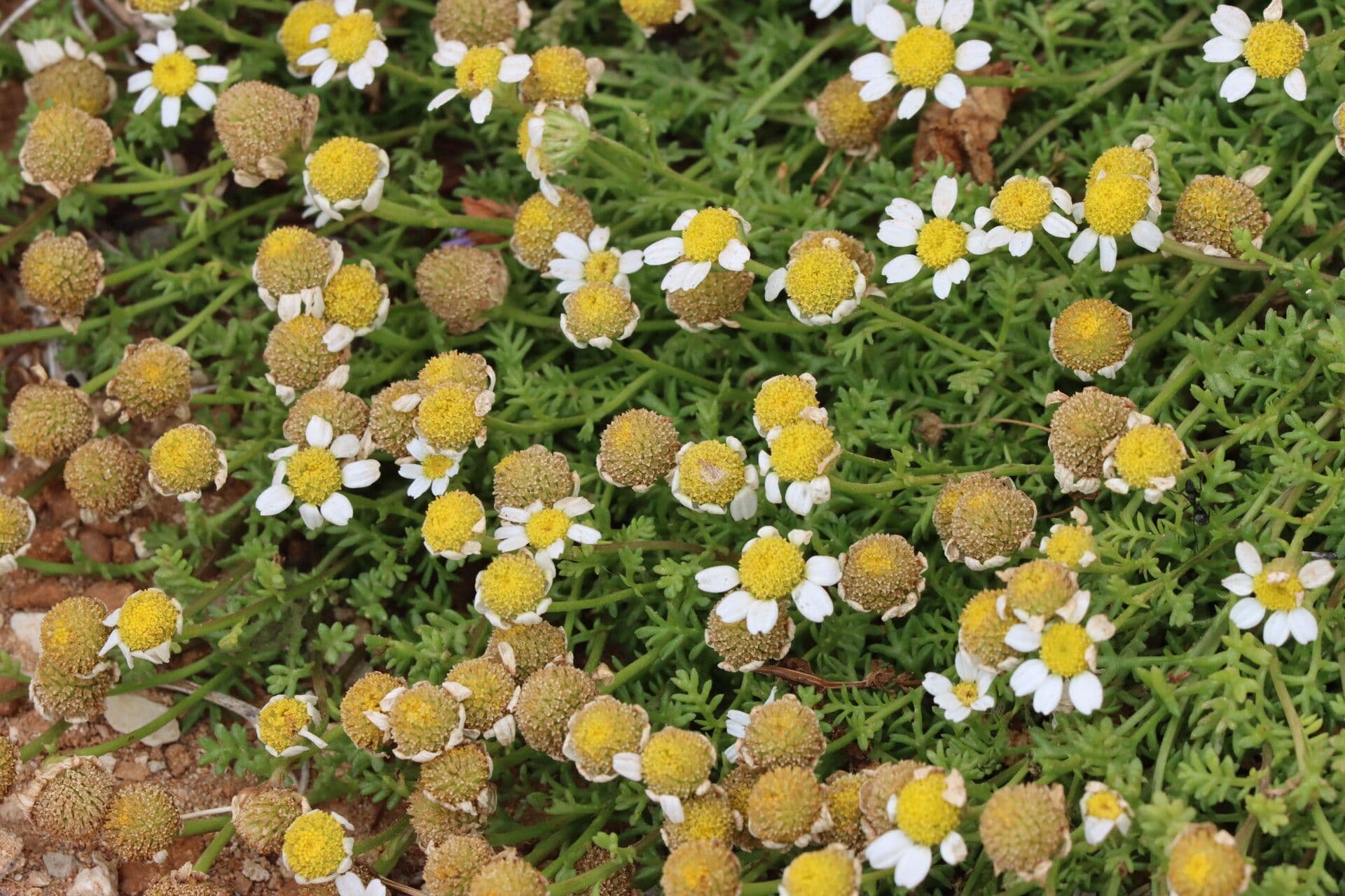 Anthemis secundiramea