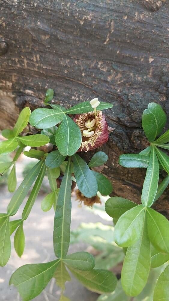 Crescentia alata