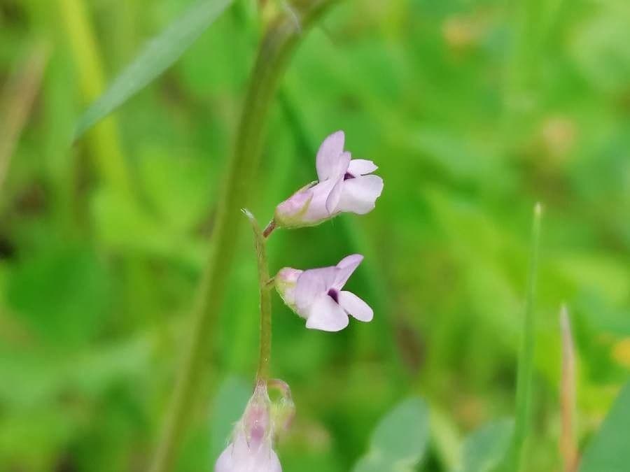 Vicia hirsuta