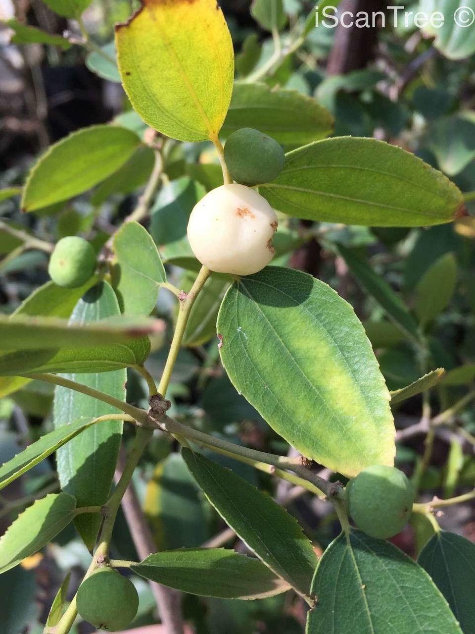 Ziziphus rivularis