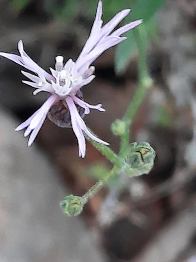 Crupina vulgaris
