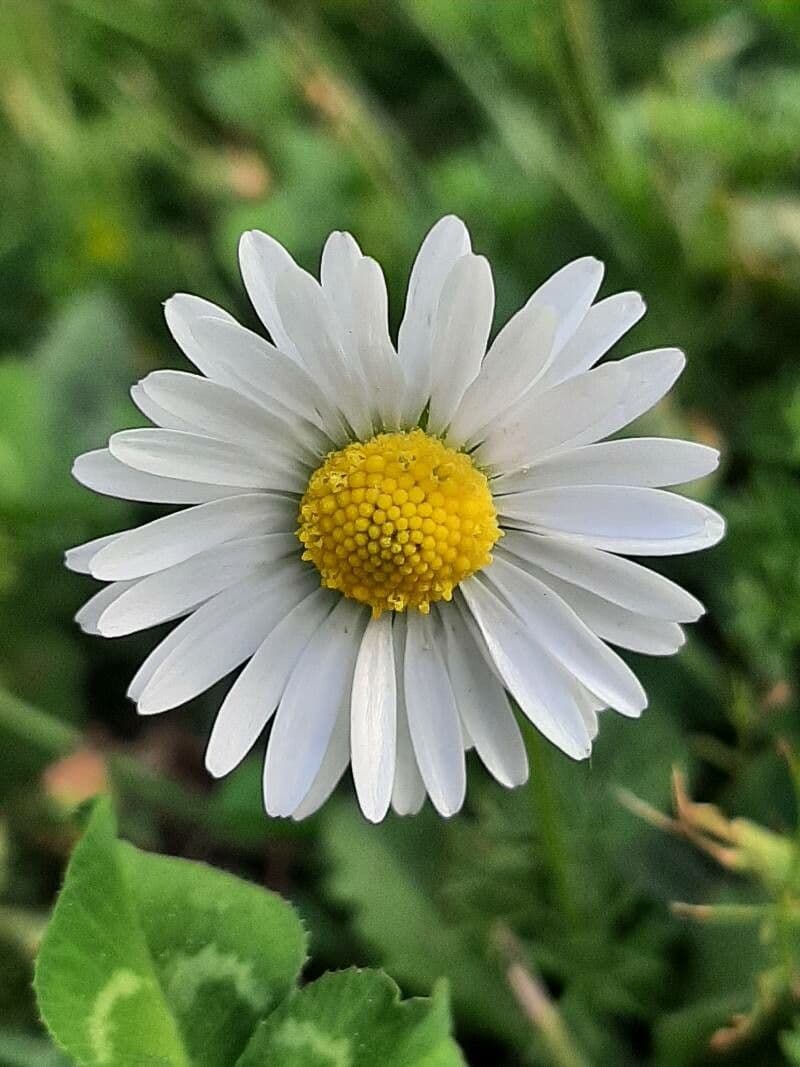 Bellis annua