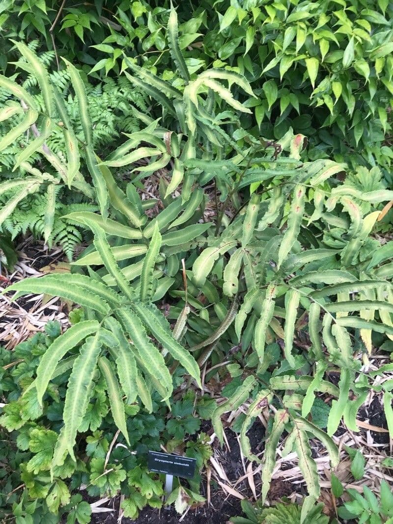 Dryopteris sieboldii