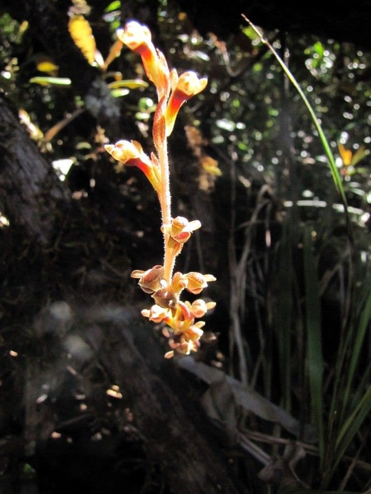 Pachyplectron arifolium