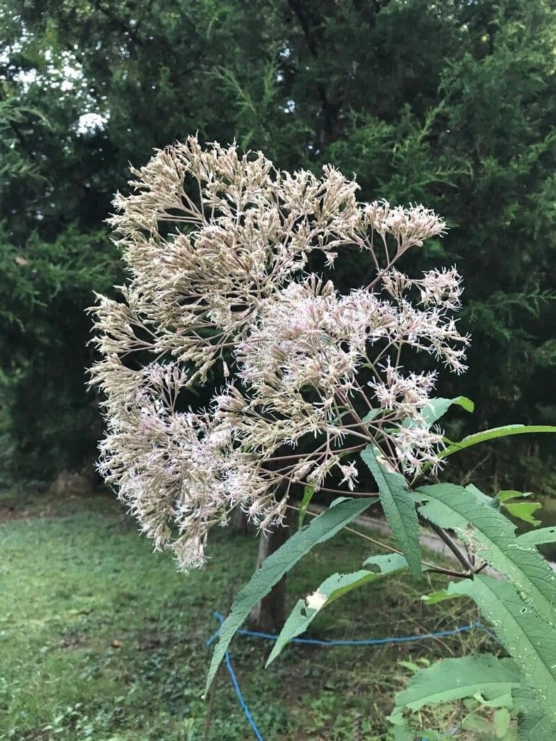Eutrochium fistulosum