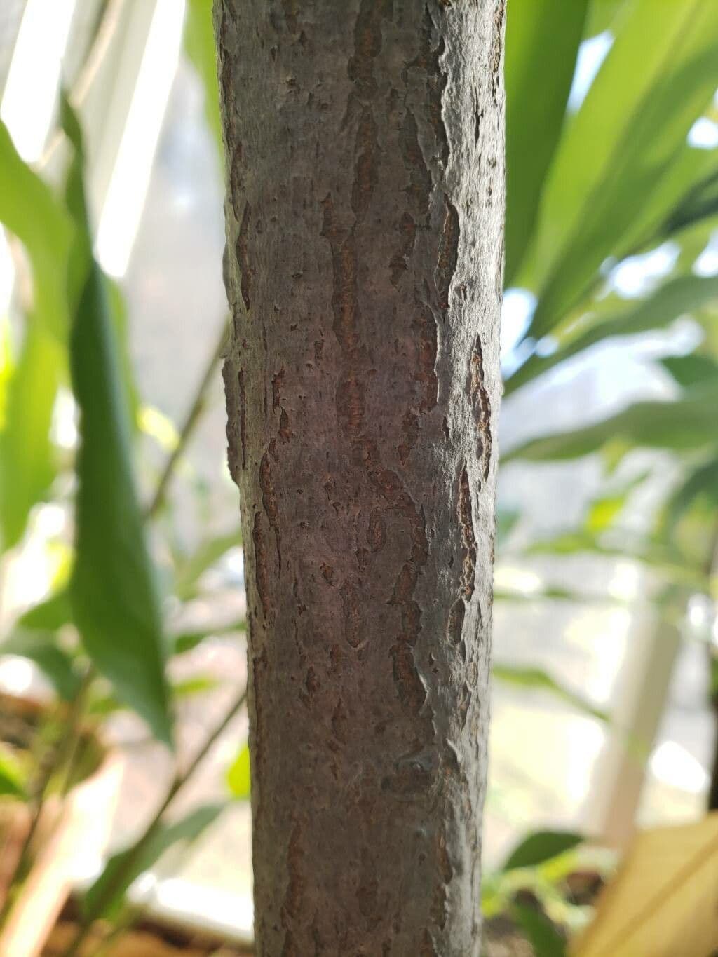 Loxostylis alata