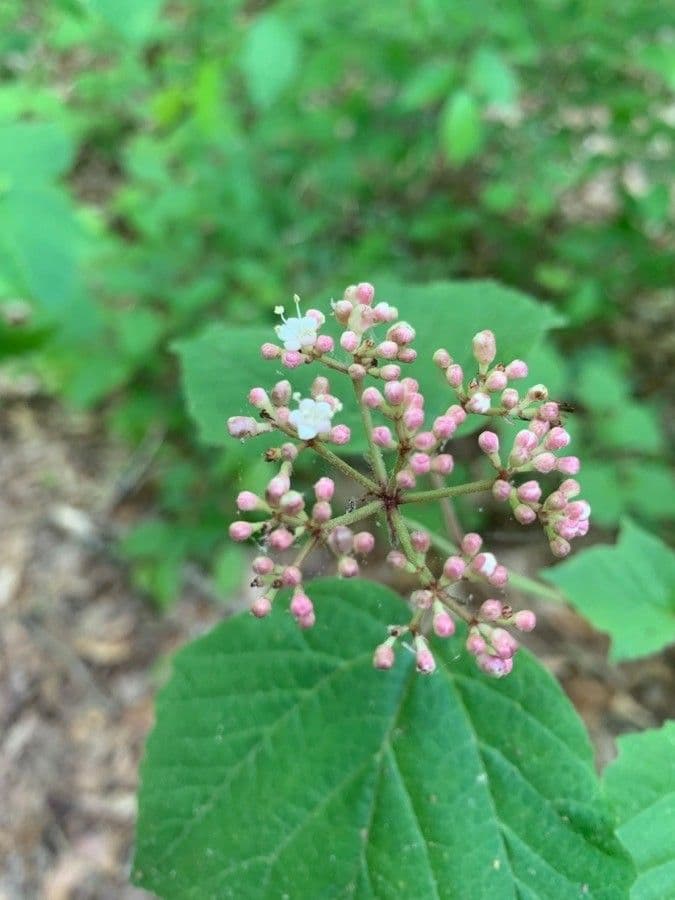 Viburnum acerifolium