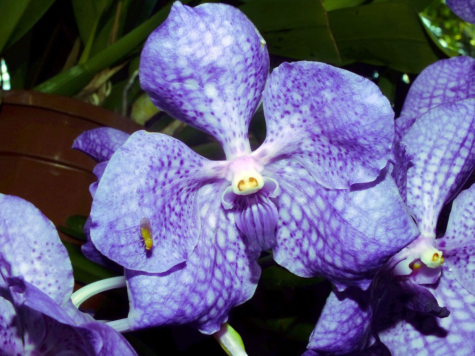 Vanda coerulea