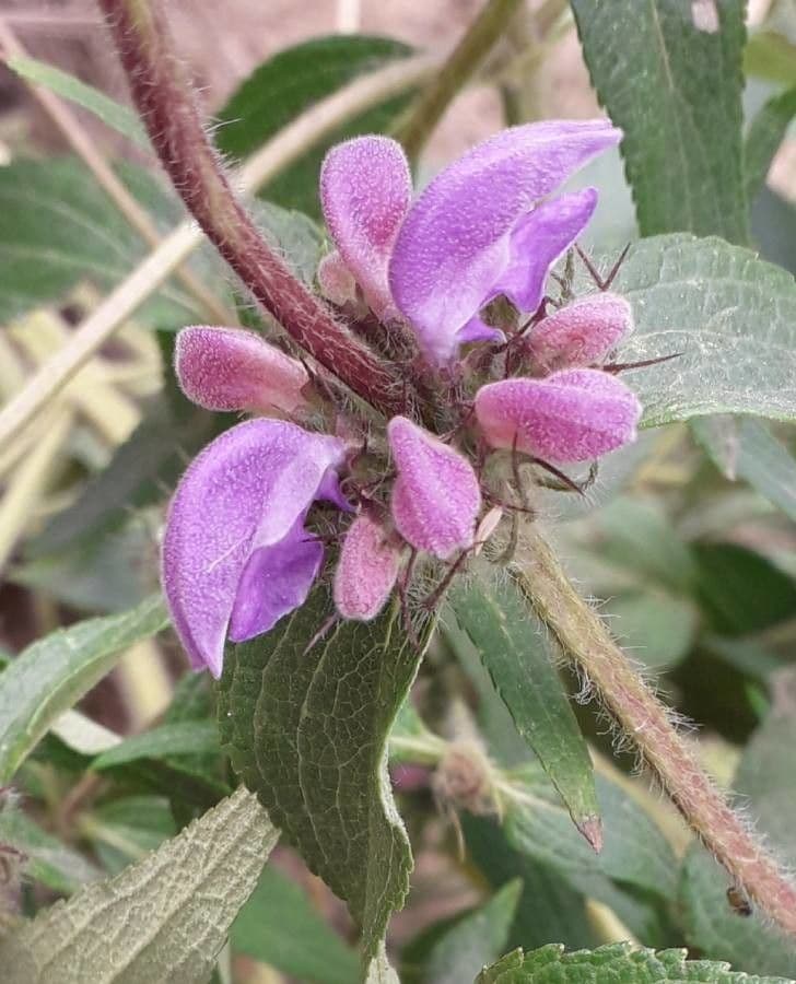 Phlomis herba-venti
