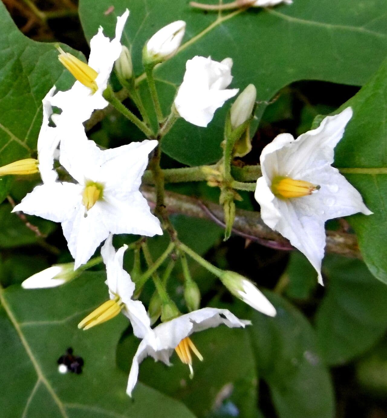 Solanum torvum