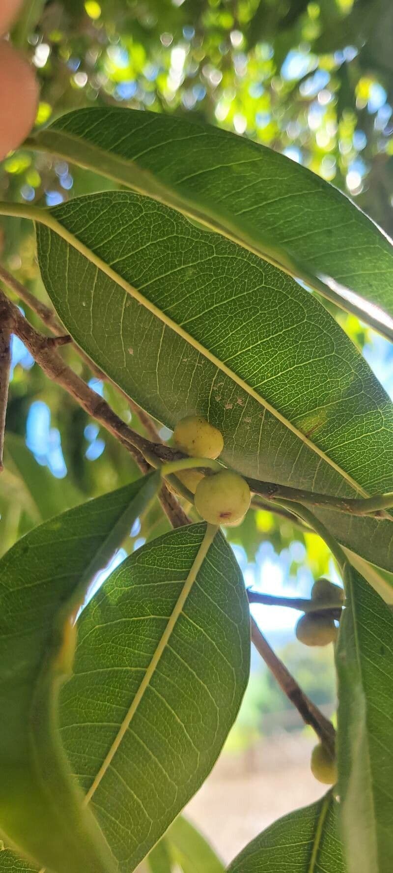 Ficus maclellandii