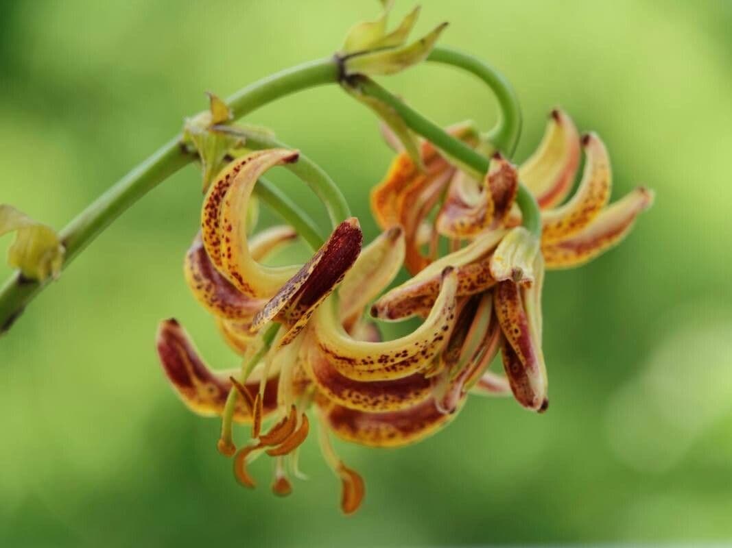 Lilium parvum