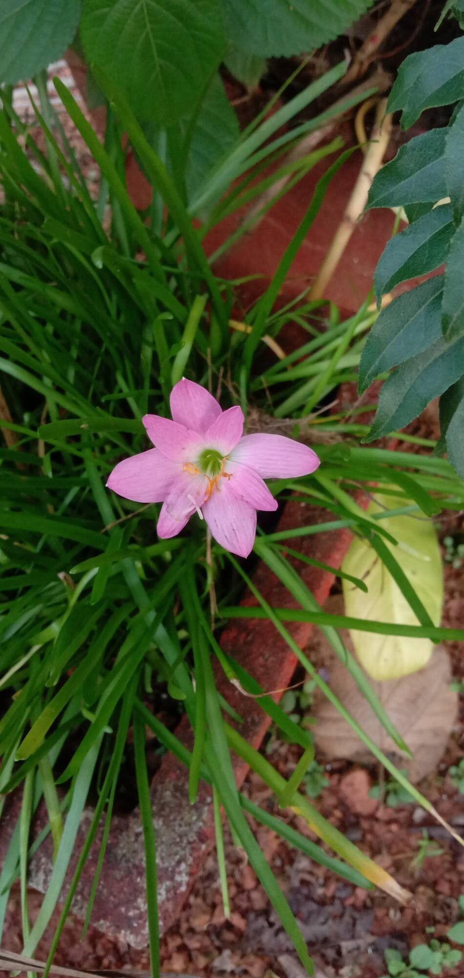 Zephyranthes rosea