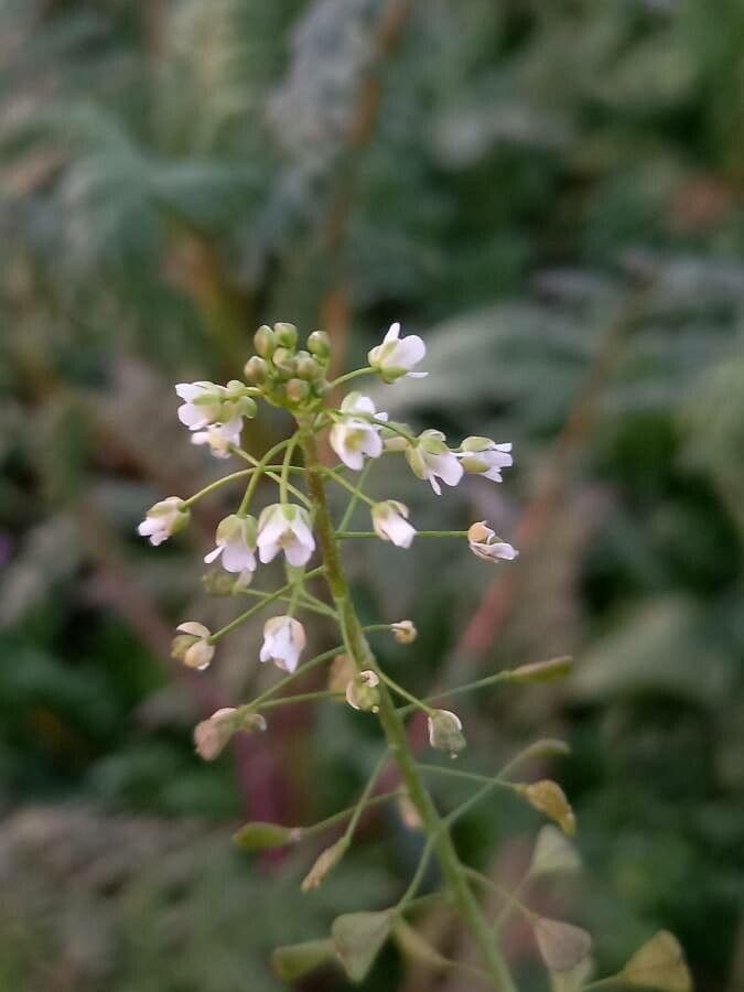 Capsella bursa-pastoris