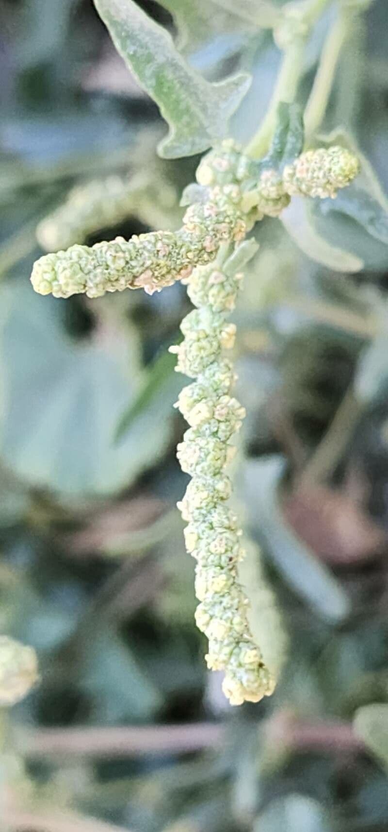 Atriplex tatarica
