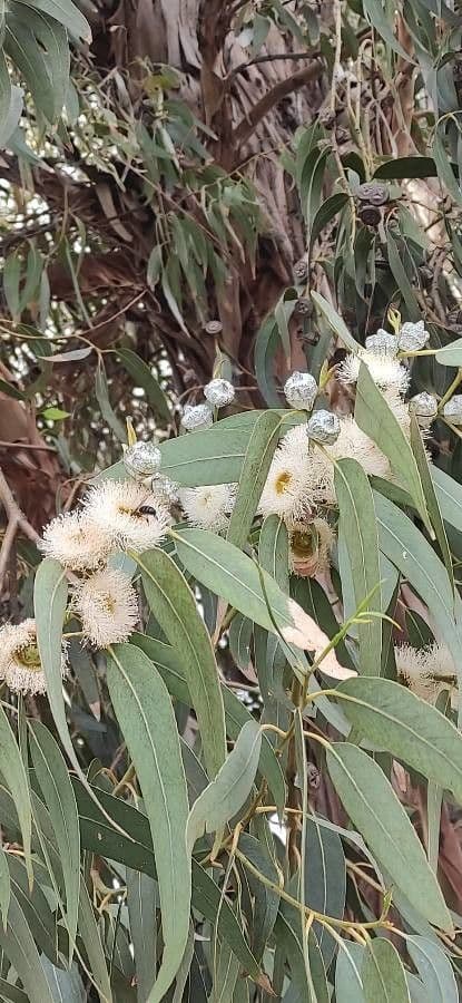 Eucalyptus globulus