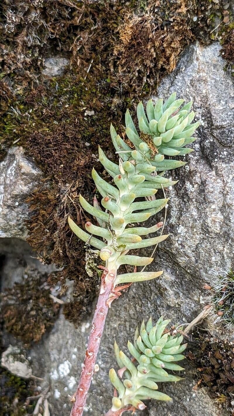 Petrosedum ochroleucum