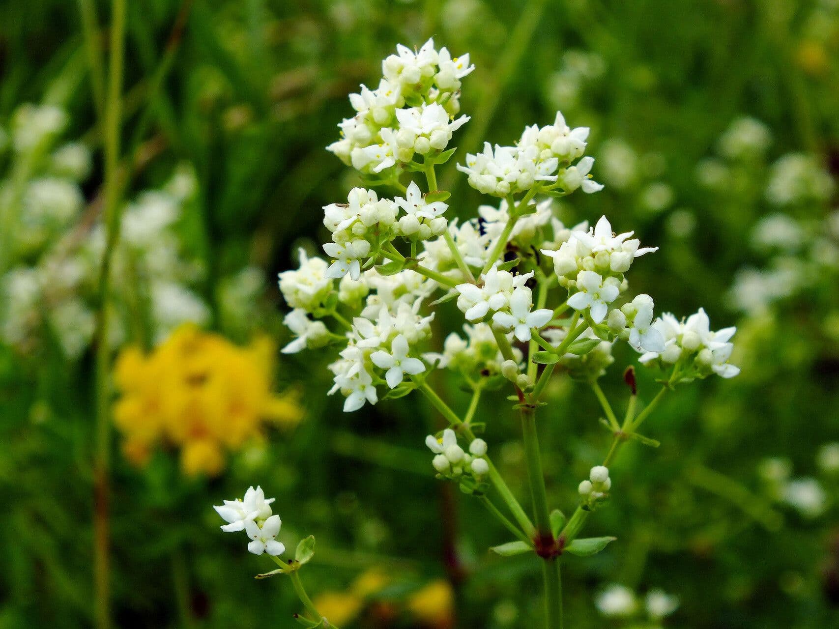 Galium boreale