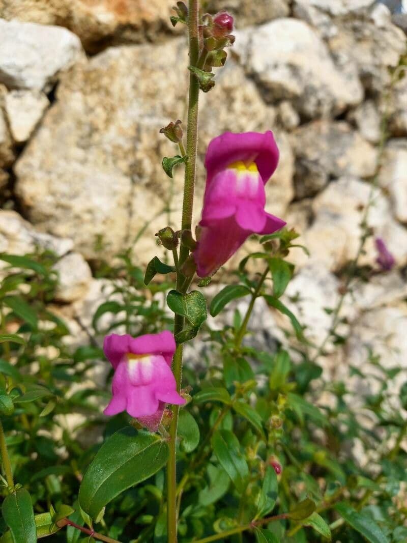 Antirrhinum majus