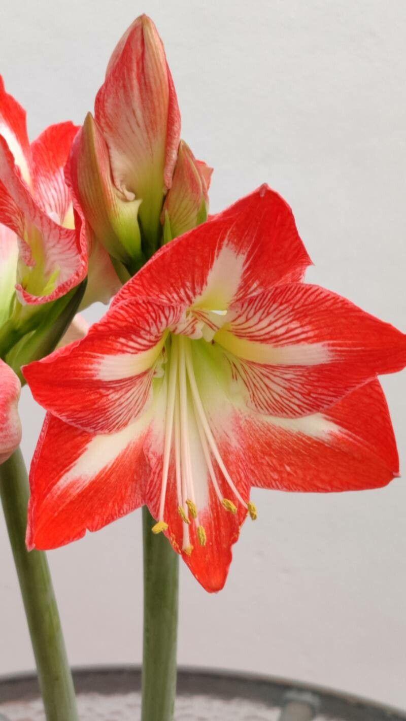 Hippeastrum correiense