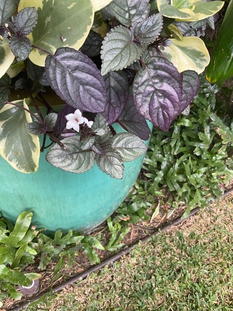 Strobilanthes alternata