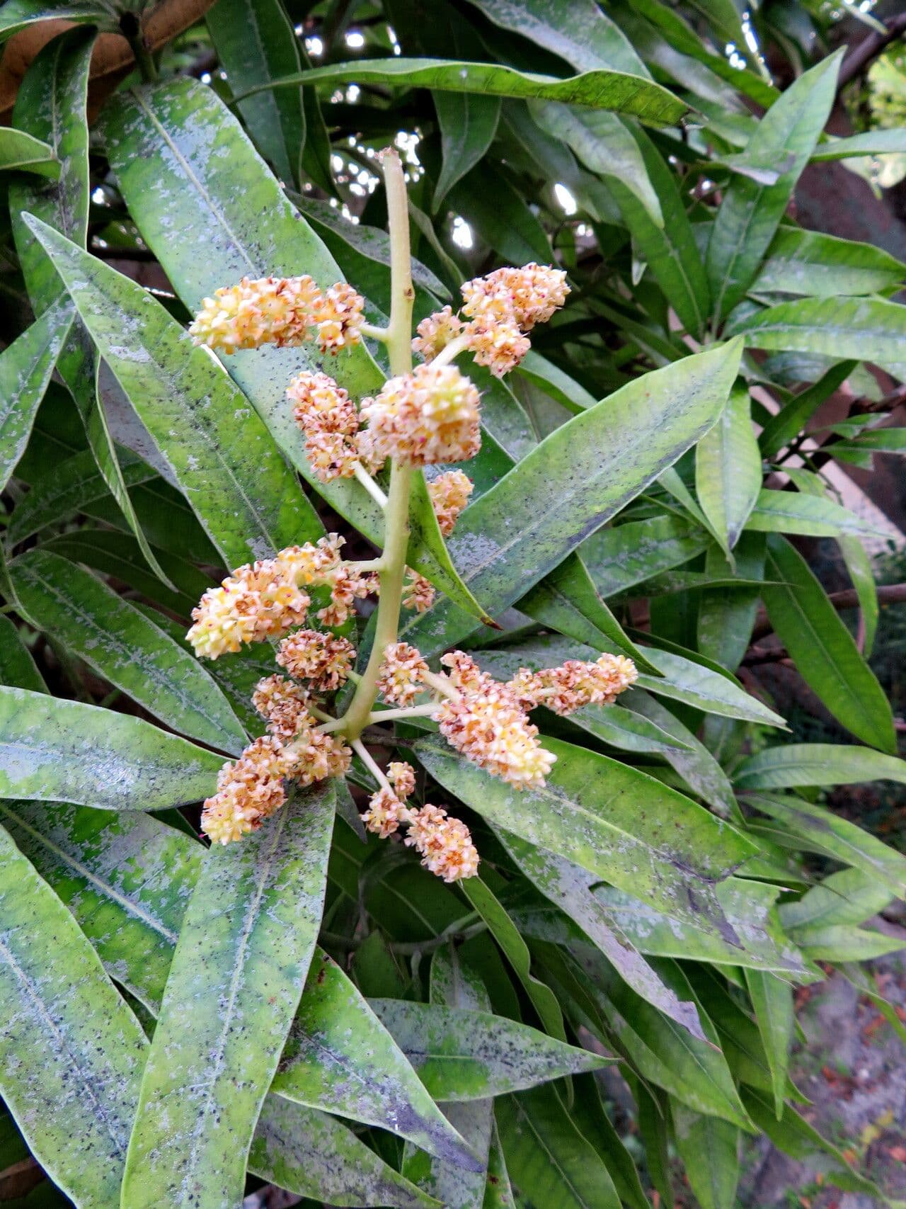 Mangifera indica