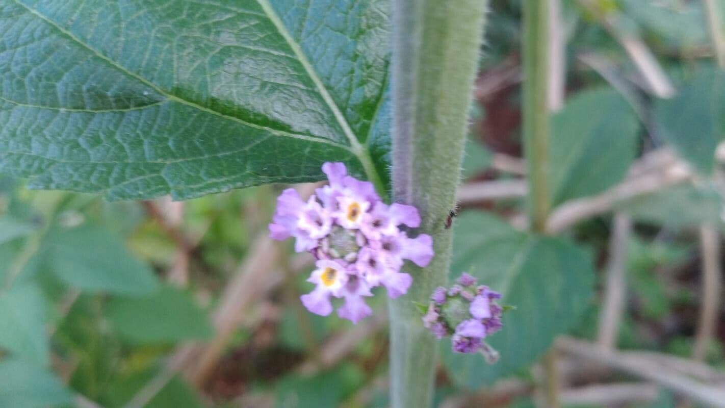 Lippia alba