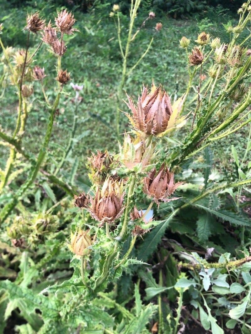 Berkheya purpurea