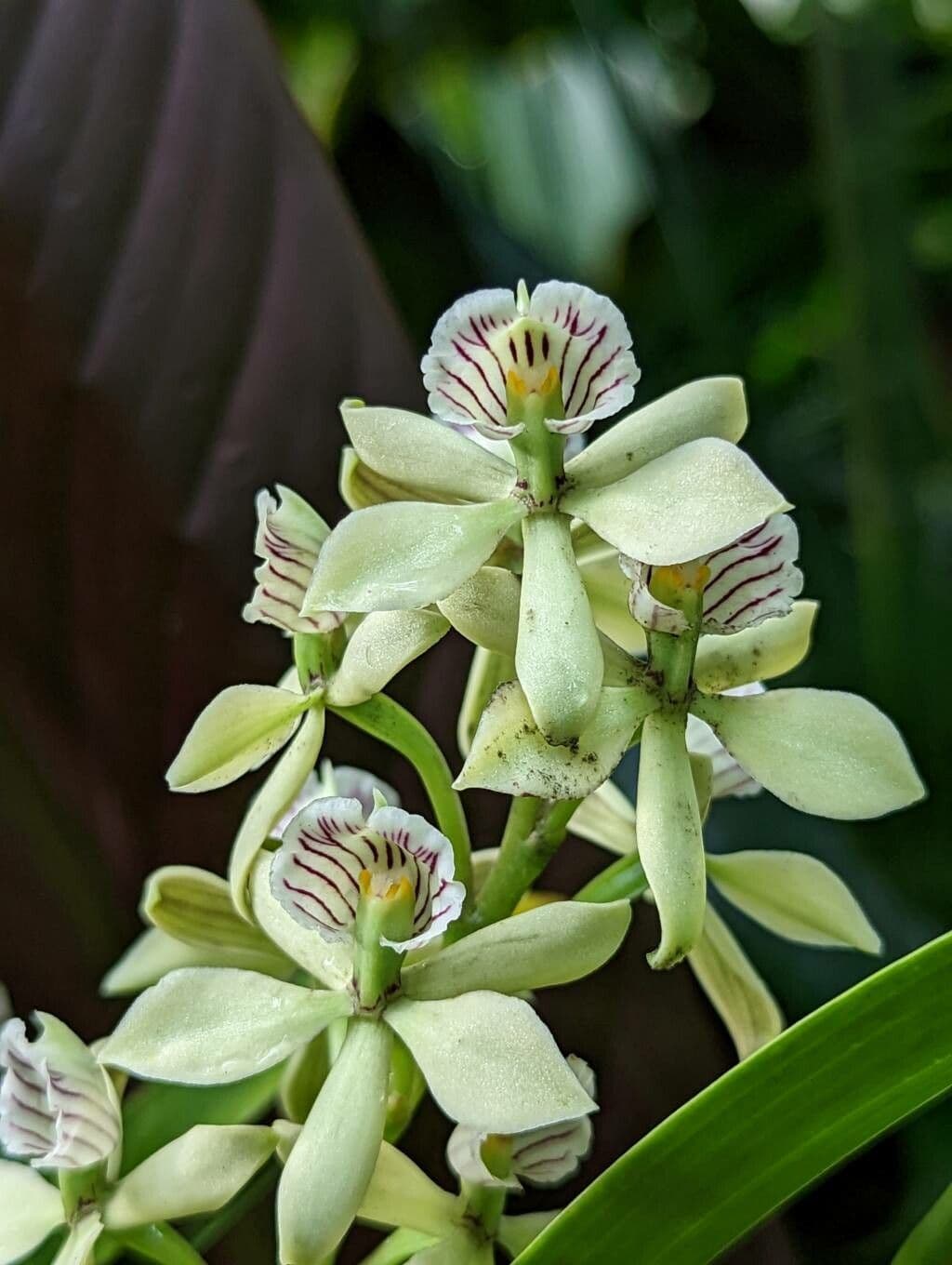 Prosthechea fragrans