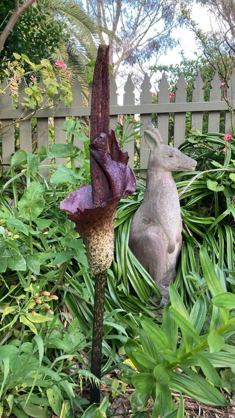 Amorphophallus konjac