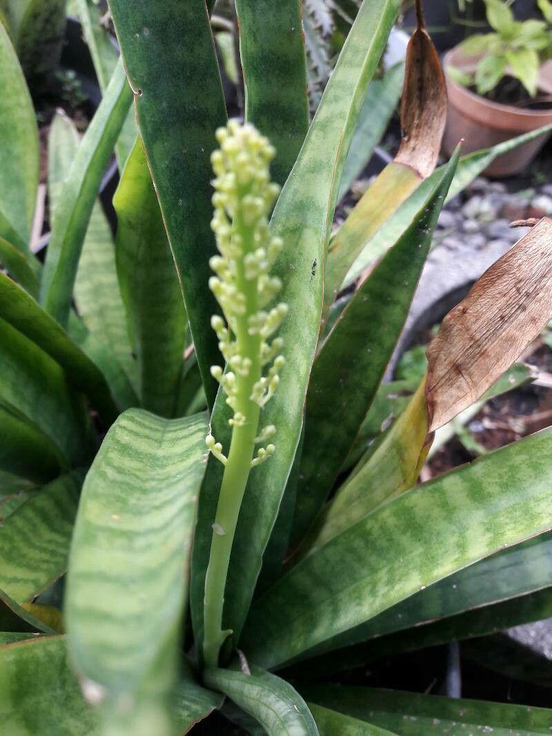 Dracaena hyacinthoides