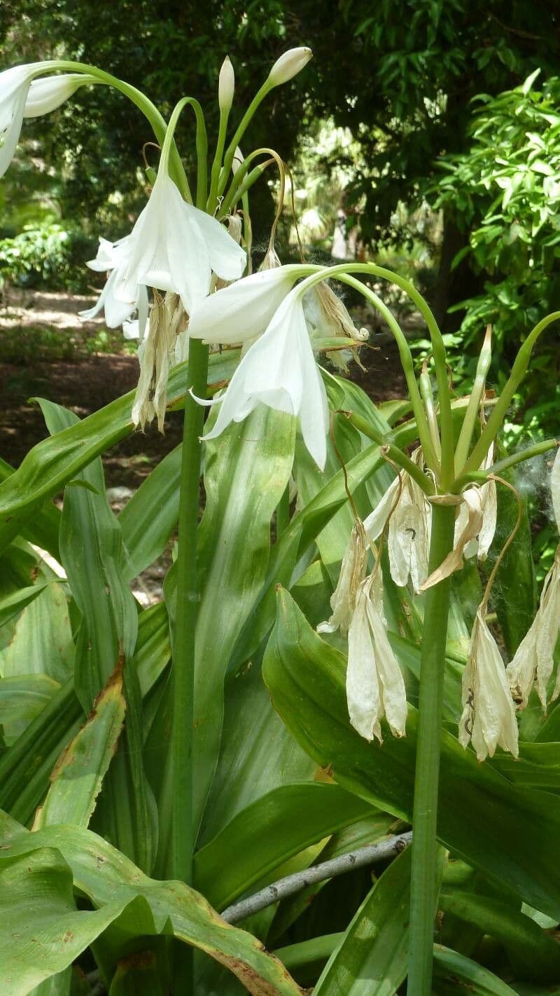 Crinum moorei