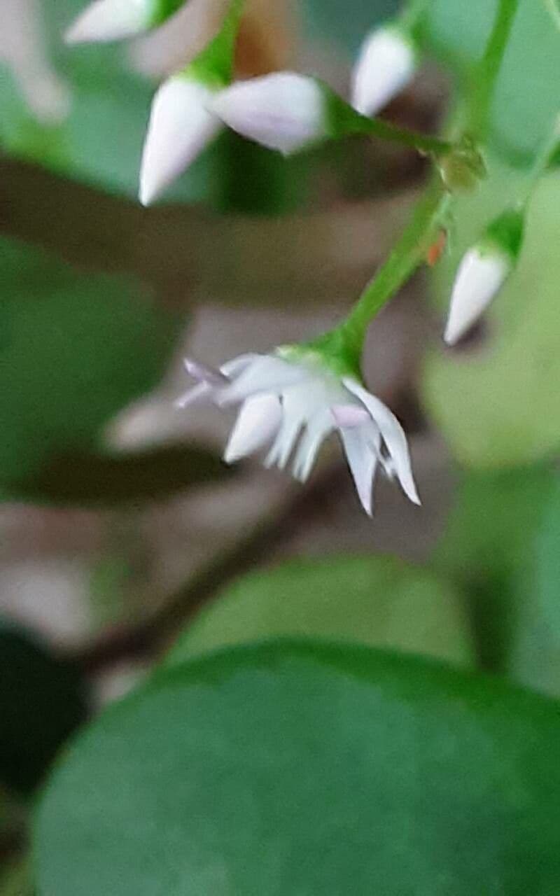 Crassula multicava