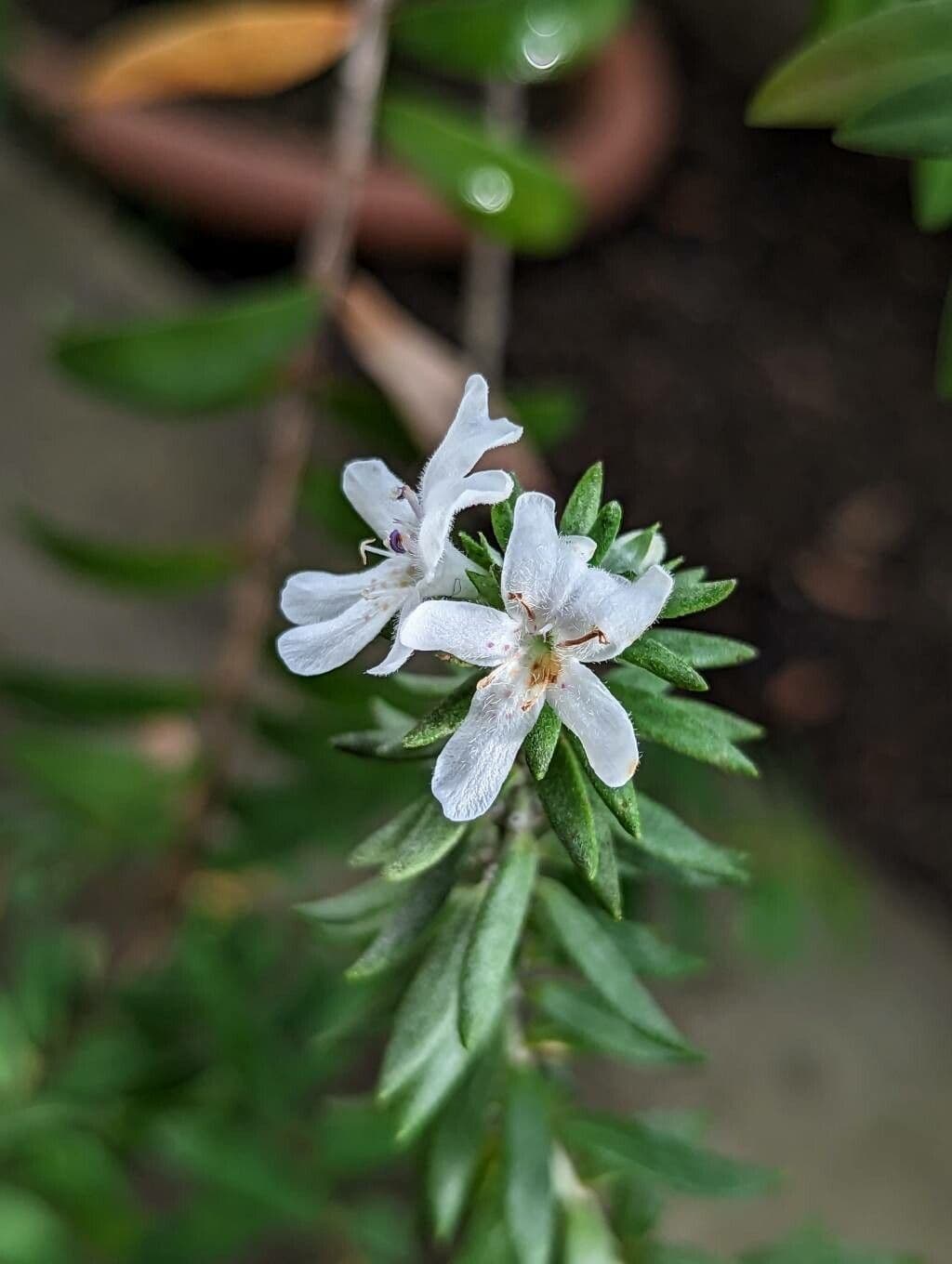 Westringia fruticosa