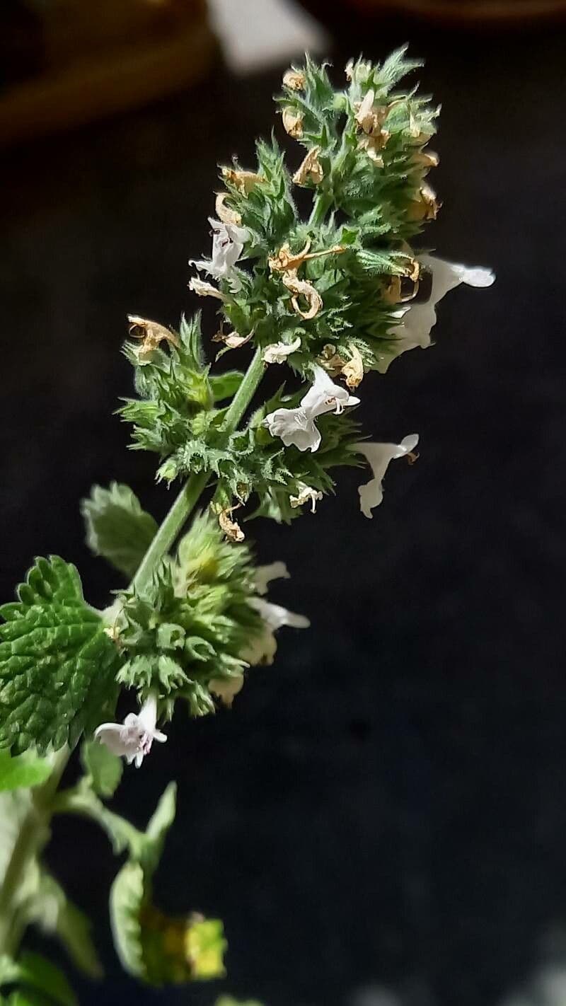 Nepeta cataria