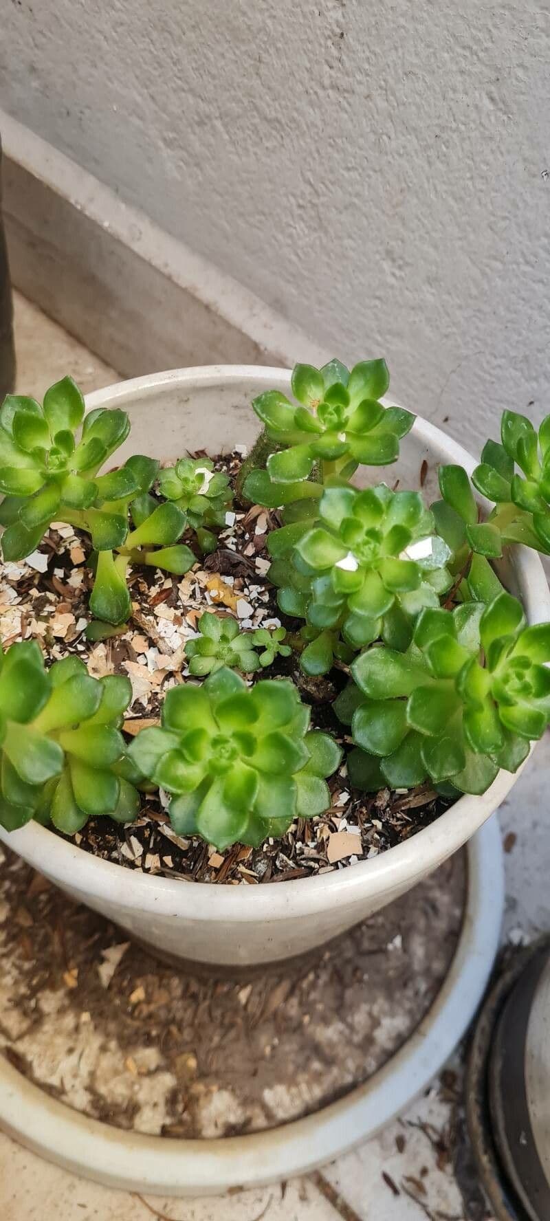 Aeonium castello-paivae