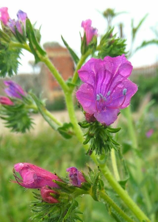 Echium plantagineum