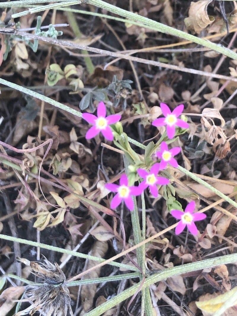 Centaurium tenuiflorum