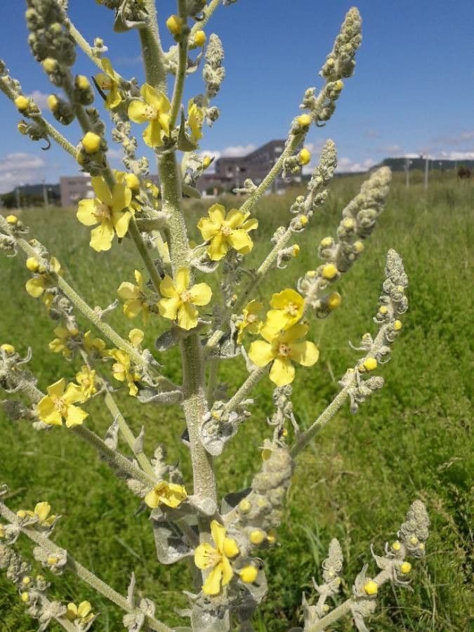 Verbascum pulverulentum